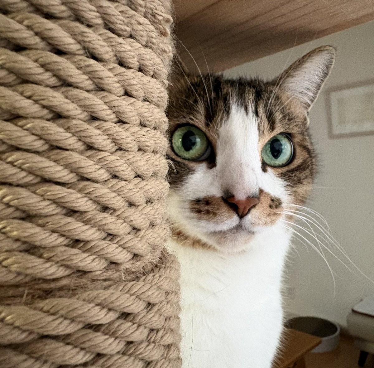 アオトーメイ (@nmgm1011) / Posts / X