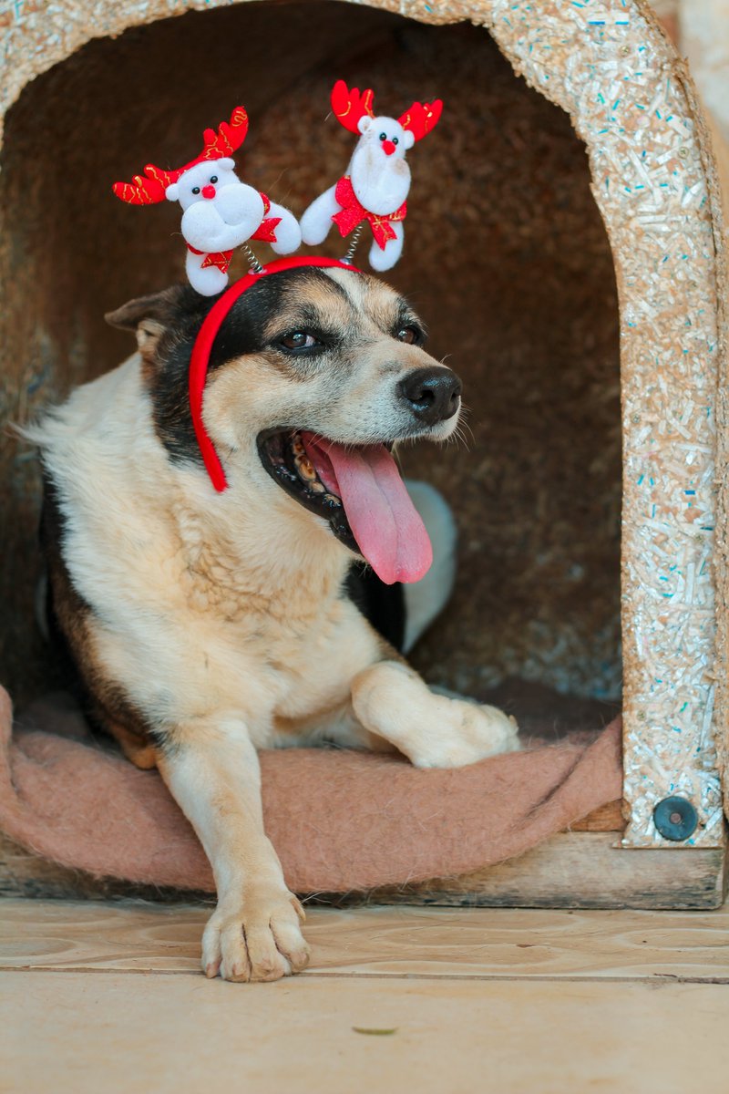 caogonhal's tweet photo. Lilica e Lobinha passando pra falar que hoje é nosso #pixday! Com apenas R$1,00 você ajuda a cuidar delas e de outros animais moradores do nosso abrigo.
CHAVE PIX: 42.751.211/0001-06 https://t.co/0VWeMMbHLK