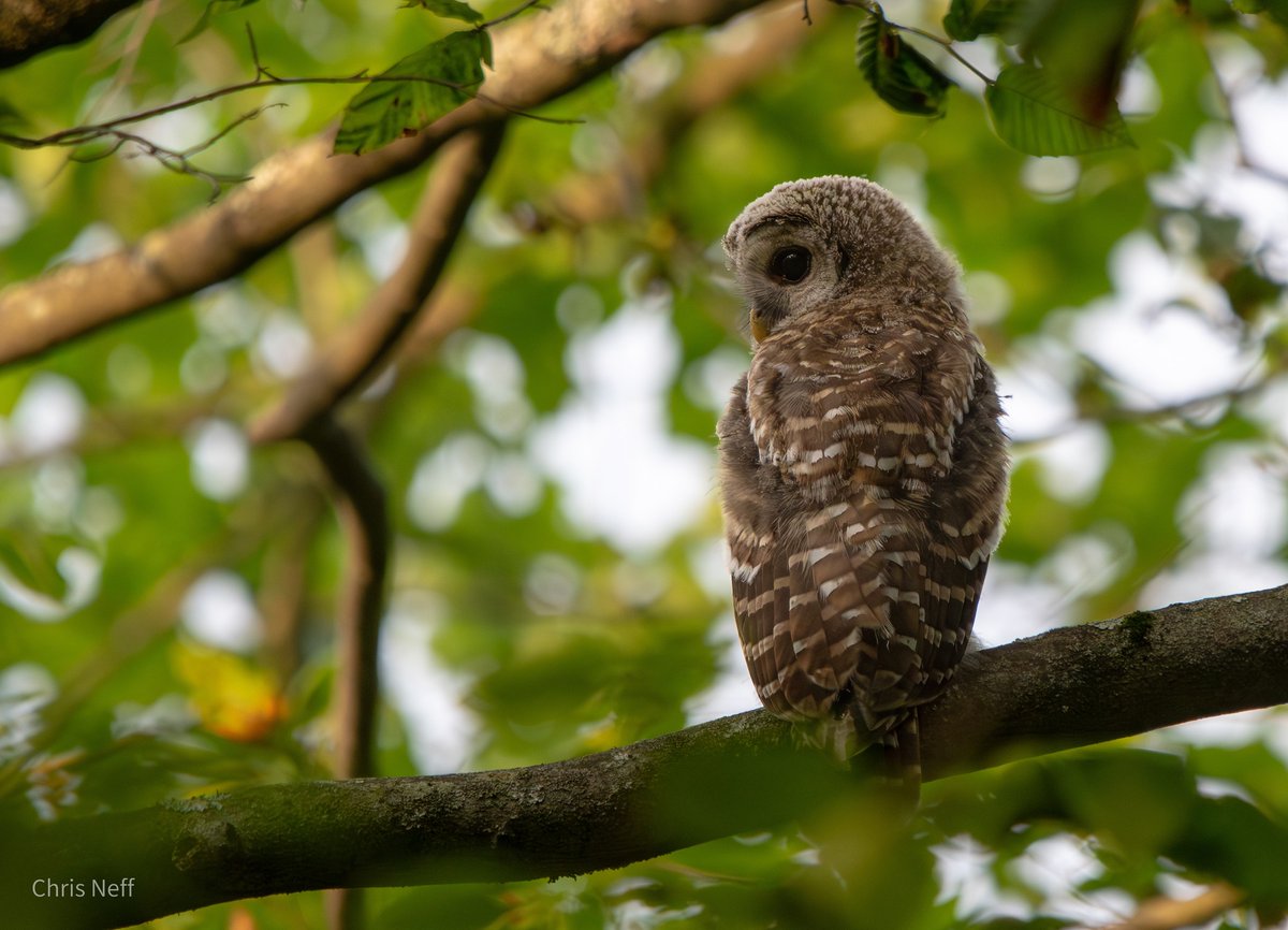 NJAudubon's tweet photo. Make A Year-End Donation Today

Conservation happens because people like you care. Please make a special year-end gift to New Jersey Audubon to help protect some of New Jersey's greatest resources, wildlife and habitat.

Donate after the link
https://t.co/Ds5kUoMAXP https://t.co/A0WjQO7s2r