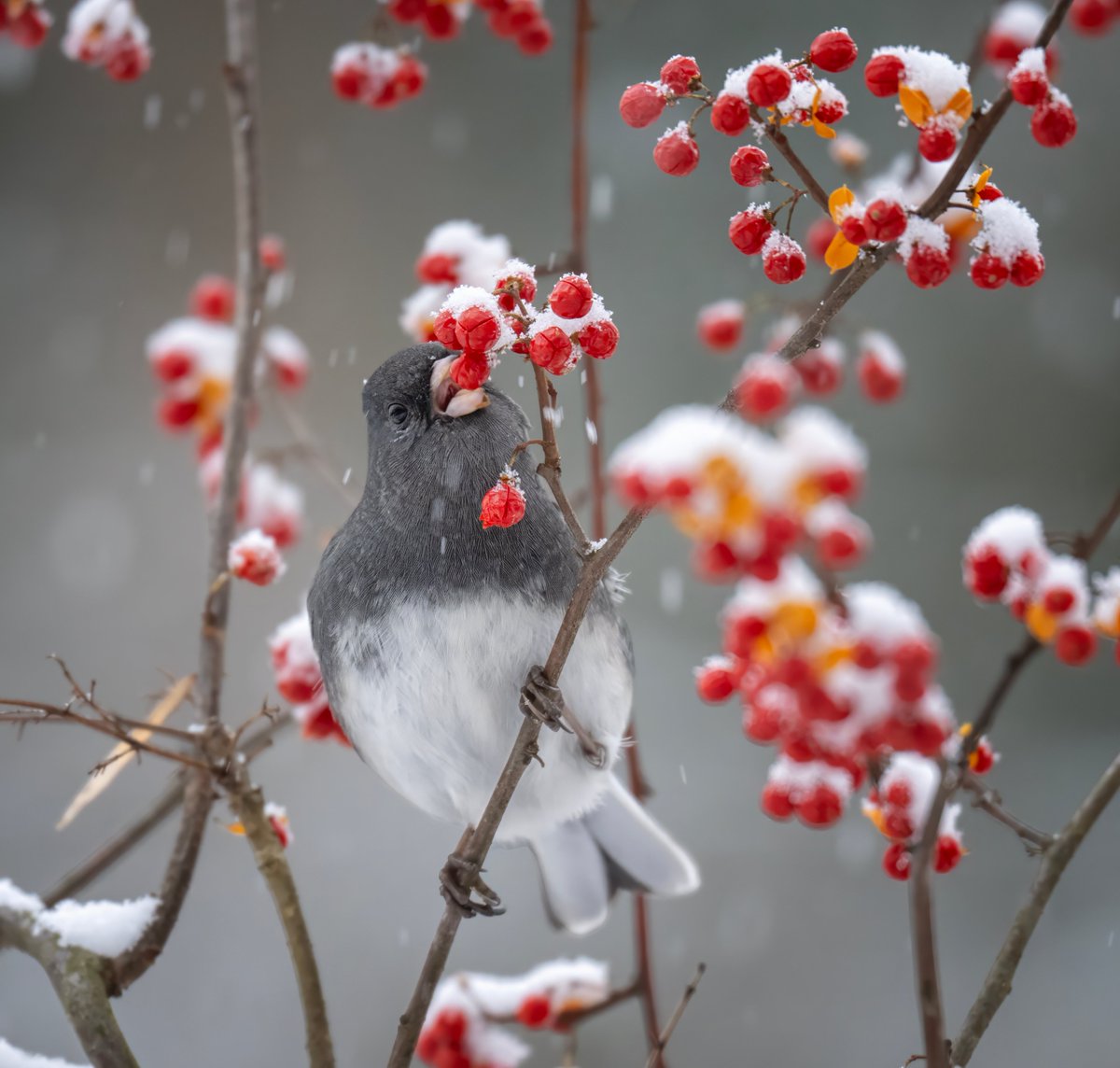 JocAPhotography's tweet photo. A Dark-eyed Junco about to bite into a Bittersweet berry. https://t.co/slkQ9KuP0r