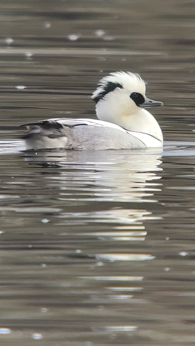 PaulHdigiman's tweet photo. A very smart looking Male Smew ! 😊 #Scotland #phonescoping #kowascoping #iphone15promax @KowaOptics https://t.co/pg0ZV0yxCa