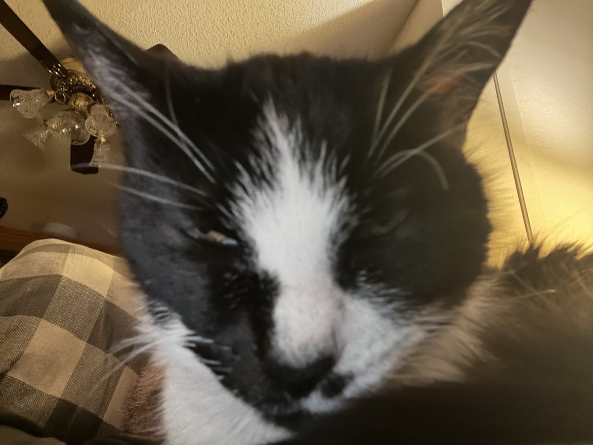 Lizzie the cat tweet media