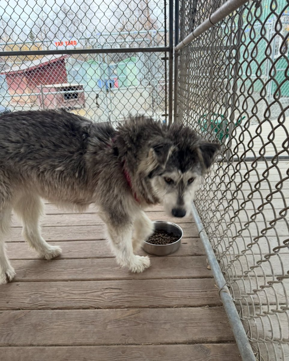 ohhhfuckyabud's tweet image. Is anyone in Calgary? We have a dog coming from Toronto a rescue. We need someone to foster it for a few days. It’s going to Newfoundland. Please Retweet or DM for details.