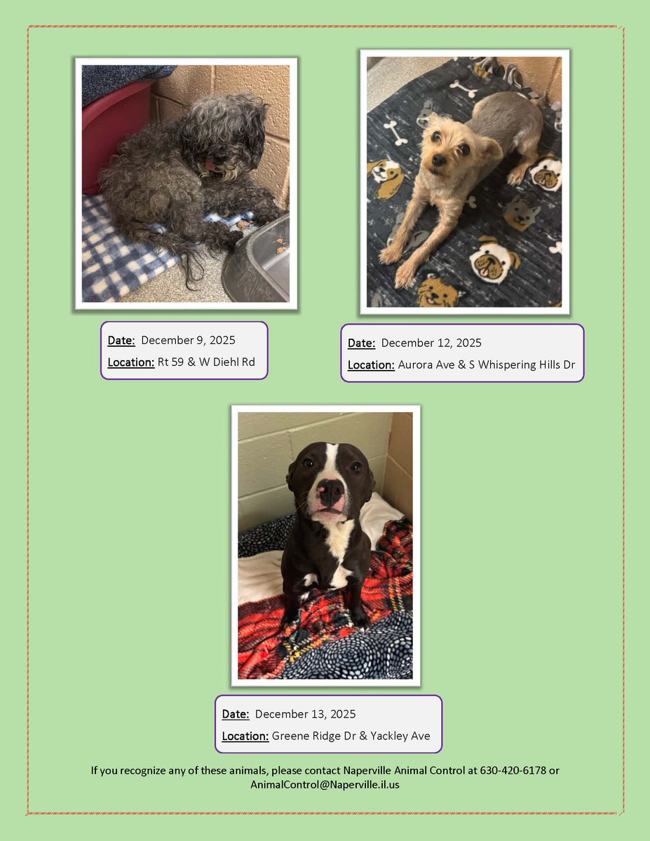 NapervillePD's tweet photo. Please call Animal Control at (630) 420-6178 if you know where any of these pets belong. https://t.co/jI2Hmy5ZaD