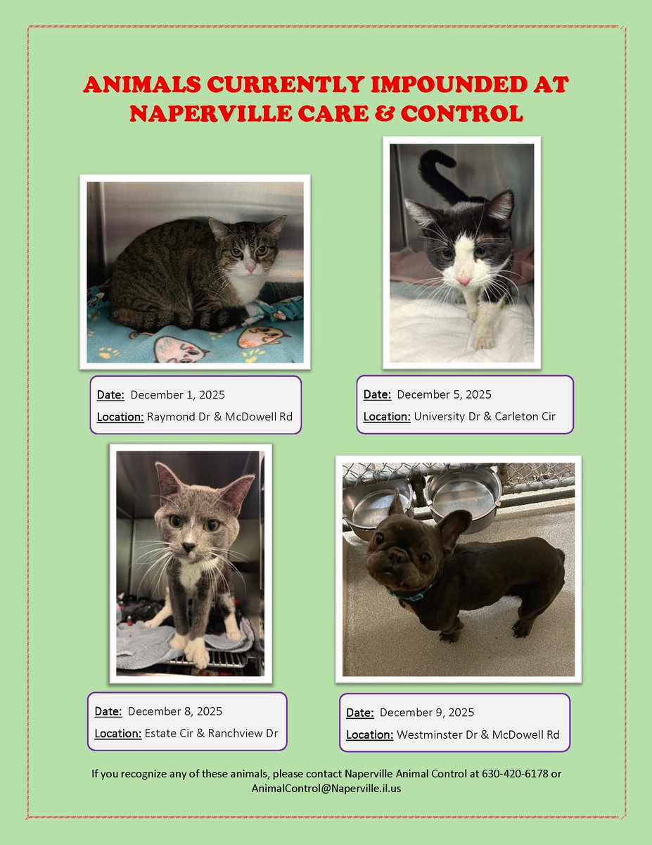 NapervillePD's tweet photo. Please call Animal Control at (630) 420-6178 if you know where any of these pets belong. https://t.co/jI2Hmy5ZaD