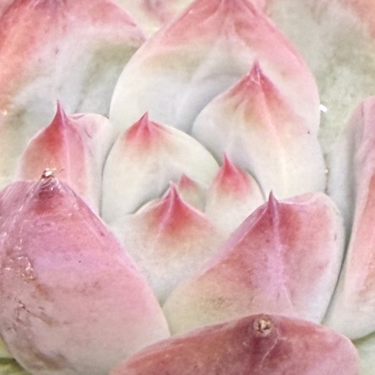 札付き♥️ヒューミリス✕ラウイ♥️変異？ TOMOZOO (@TOMOZOO56496590) / Posts / X