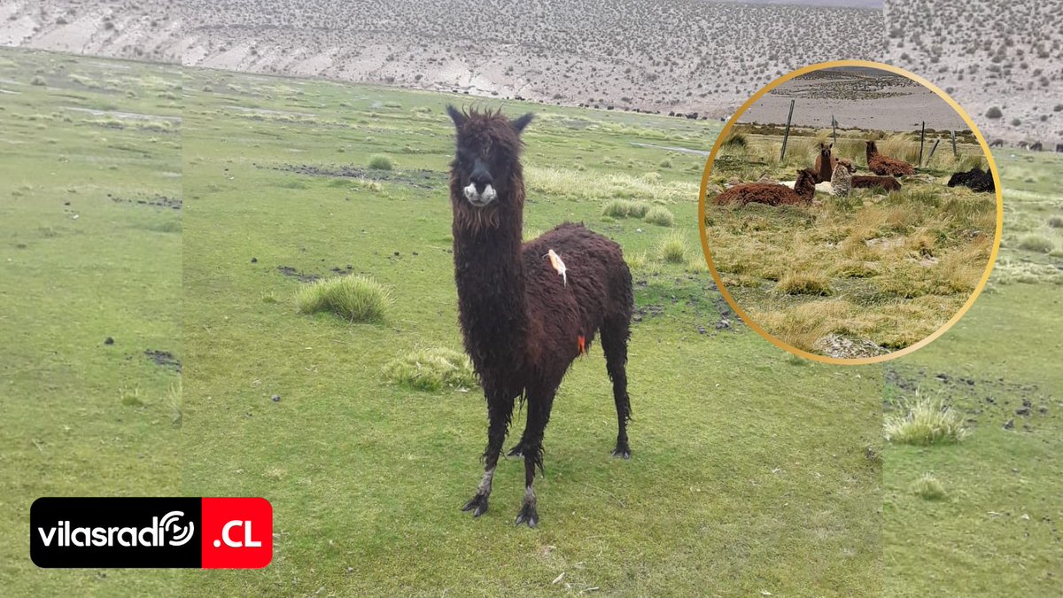 VilasRadio's tweet photo. 🧐🦙DENUNCIAN MUERTE DE LLAMAS POR SARNA EN COLCHANE Y ACUSAN ABANDONO ESTATAL DE ADULTOS MAYORES EN ZONAS FRONTERIZAS
💻📲Revisa la nota completa en: https://t.co/cDIH6UWgfH
#DENUNCIAN #MUERTE #LLAMAS #SARNA #COLCHANE #ACUSAN #ABANDONO #ESTATAL #ADULTOS #MAYORES #ZONAS #FRONTERIZAS