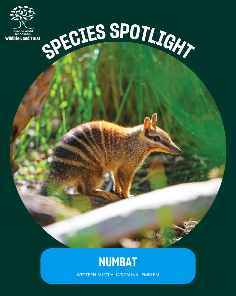 Wildlife Land Trust tweet media