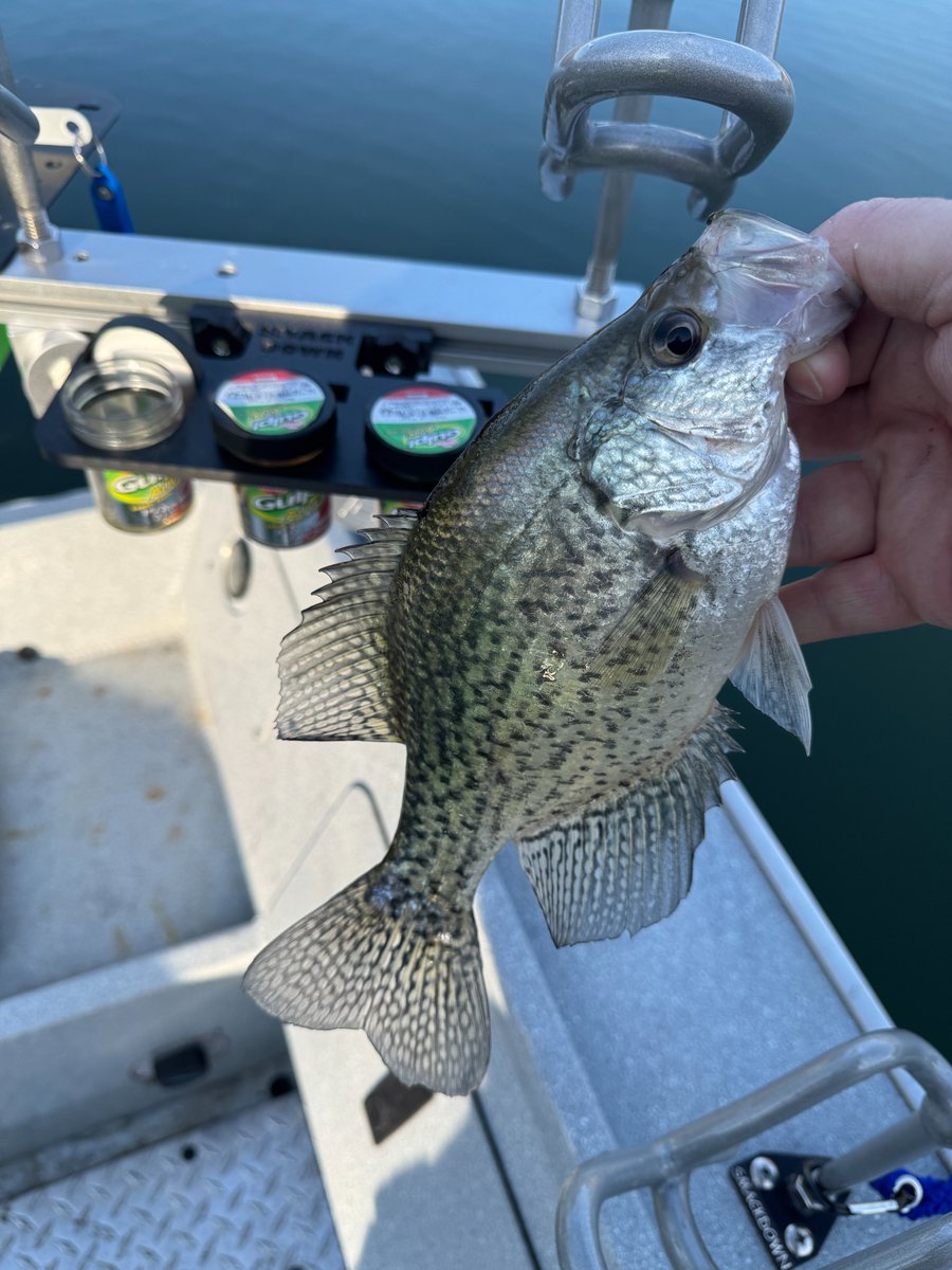 Capt_Billy_TN's tweet photo. Here are some pictures of the new Smackdown Catfishing Track-Mounted Gulp Holders from my last YouTube video! #fishing #gulpminnows #boatmod #multbars #rodholders https://t.co/7wl2ckYR0k