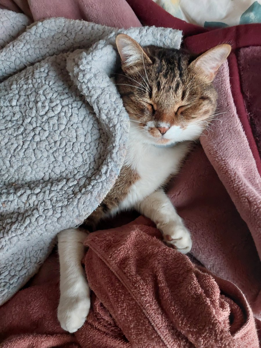 今日は朝日がオレンジ色で青空とグー👍 どらちゃんはグーグー 羊雲出て