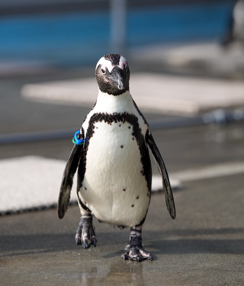 haru (@haru3131sui) / Posts / X