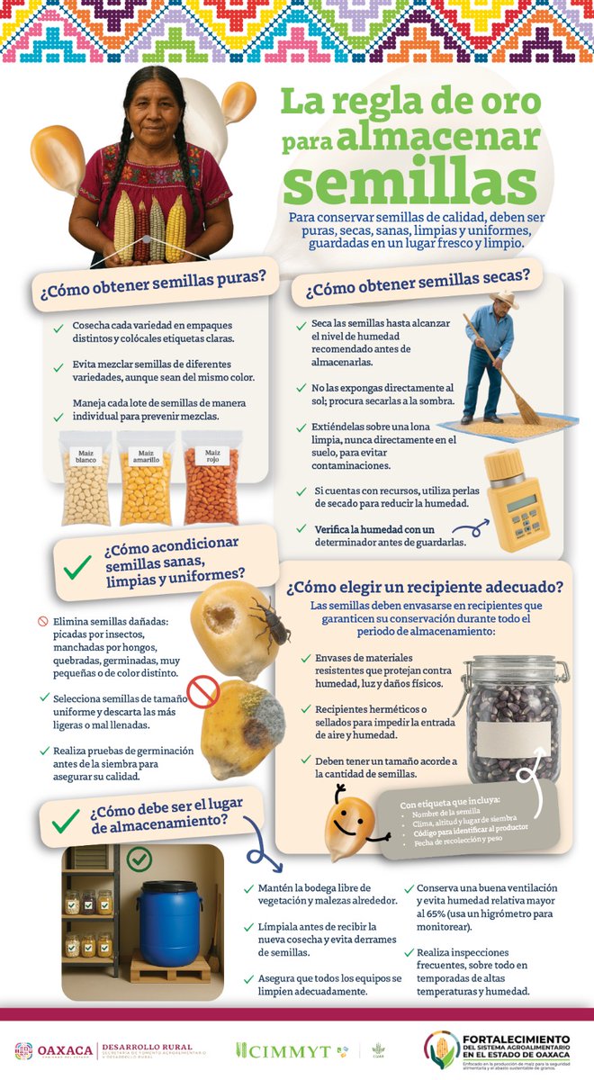 ACCIMMYT's tweet photo. 💡 Semillas puras, secas y bien almacenadas = más rendimiento y menos pérdidas.
Evita mezclar variedades, controla la humedad y protege tu semilla con la #ReglaDeOro.
#FloreceElCampoOaxaqueño https://t.co/EVb9YlMiIr