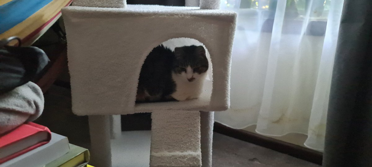 iamstweve's tweet photo. Daily Pet Pic 😸 https://t.co/GmqTStjayq
