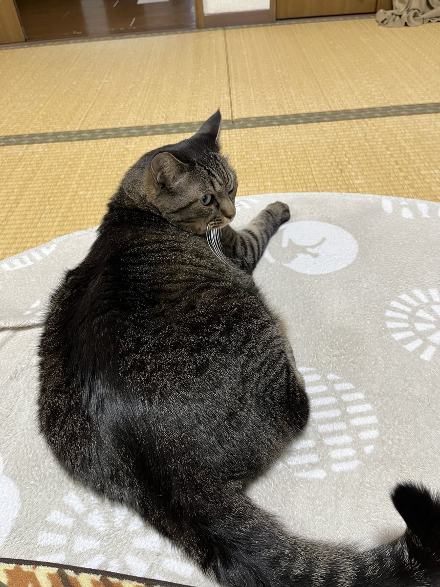 ねこじま まめたろう (@nekojima_22) / Posts / X