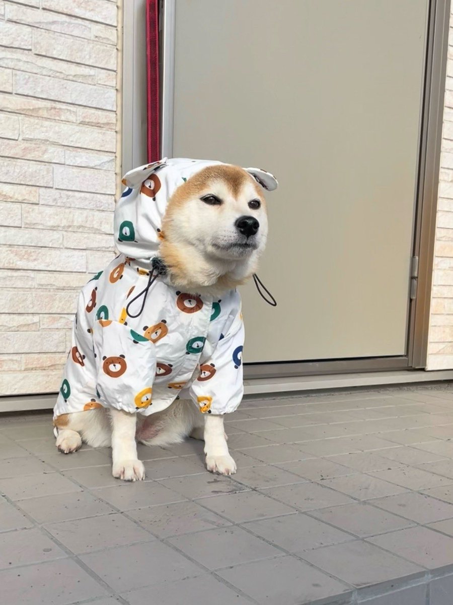 柴犬·͜·♡もも (@momonosekaiii) / Posts / X