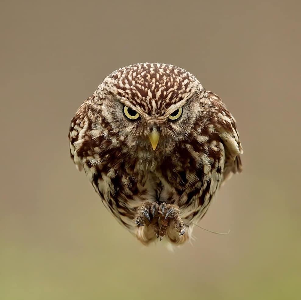 The look says it all!! 😠

Little Owl 

📷: Russell Savory ©️ instagram.com/savoryrussell/