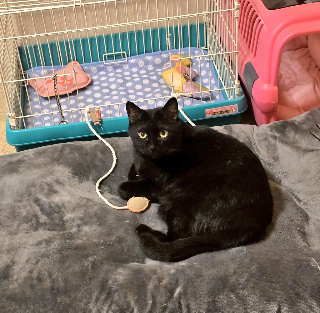 おはようにゃん🐈‍⬛本日朝の黒猫防衛軍の司令官&家族のラッチです