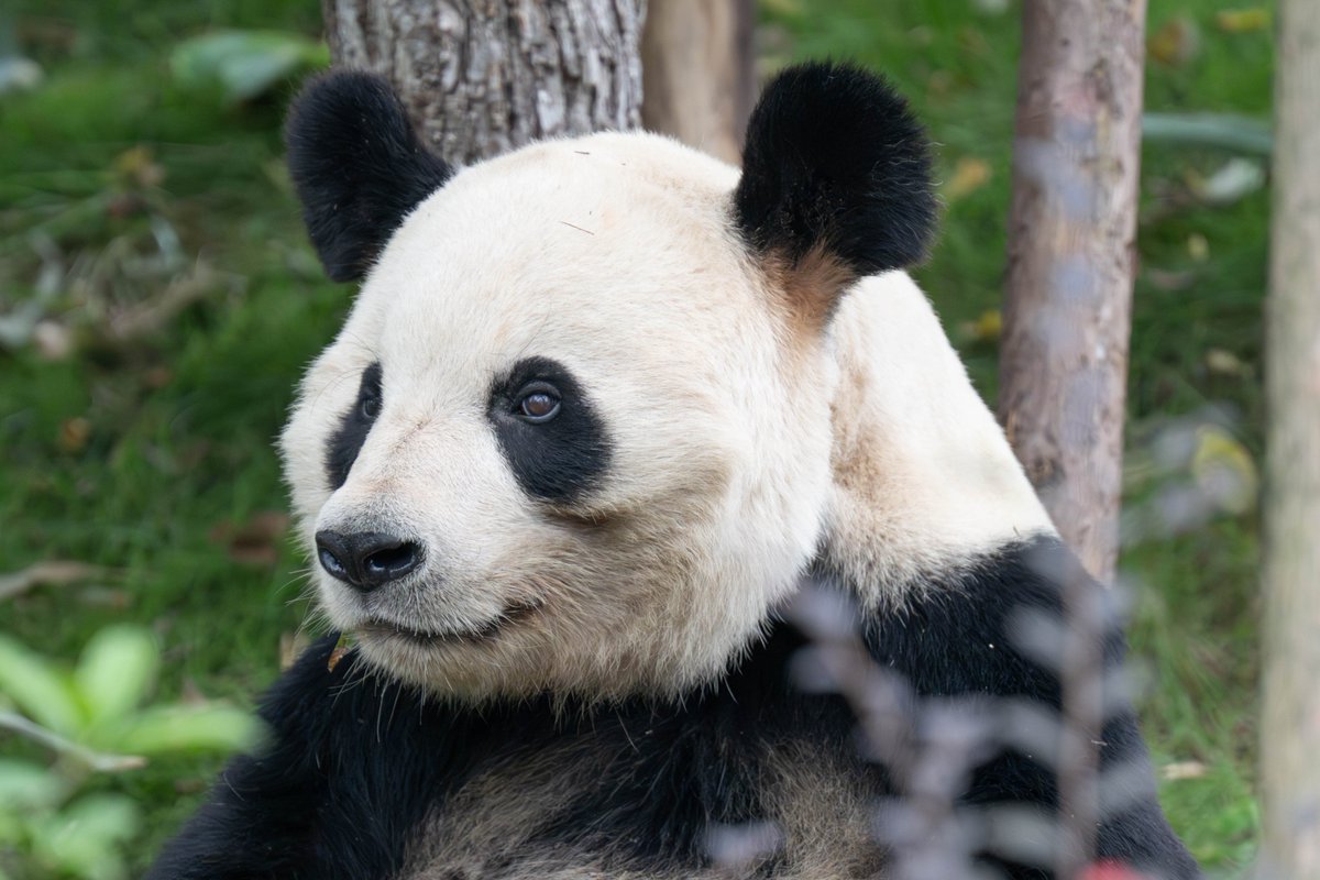 pandakopanda (@panda_kopannda_) / Posts / X