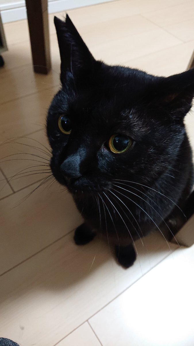 黒猫一家🐭 (@arca20220921) / Posts / X