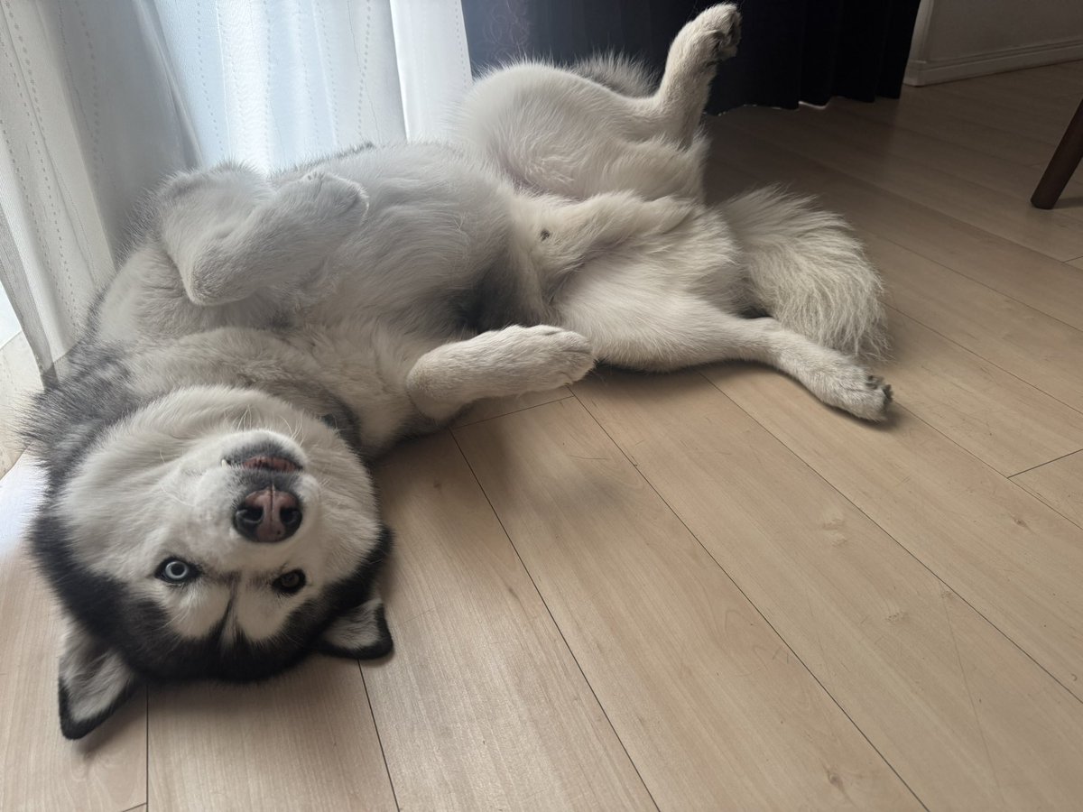 huska_husky's tweet photo. おはよーん
ぱかーん https://t.co/Onaqq12b1v