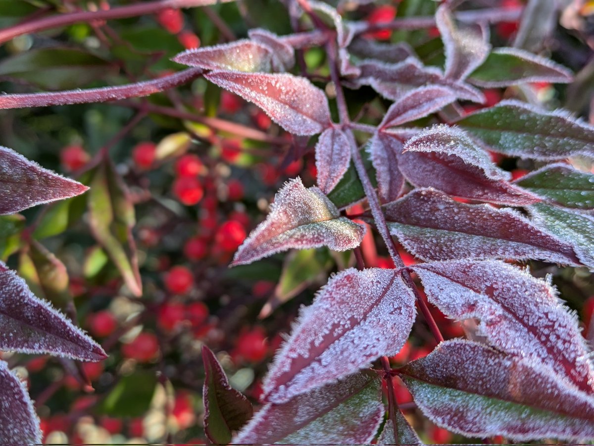 atomu_reo's tweet image. おはようございます😊　痛いくらい冷たい朝ですね😅　年末年始の休みまで、みんな頑張れ〜💕