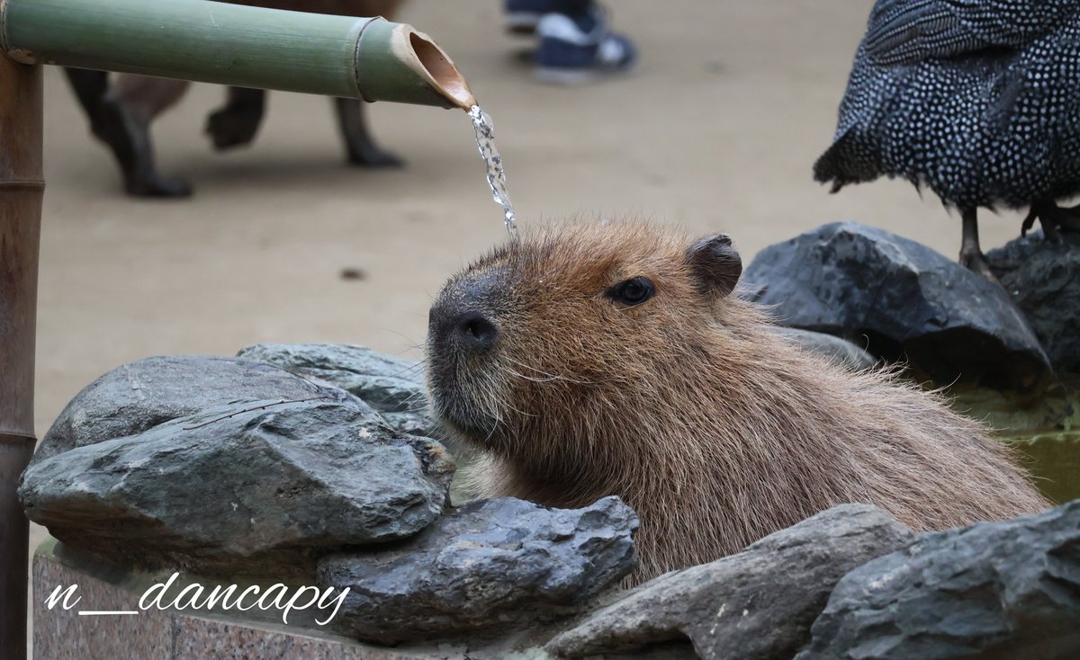 けろけろ (@capyanimal) / Posts / X