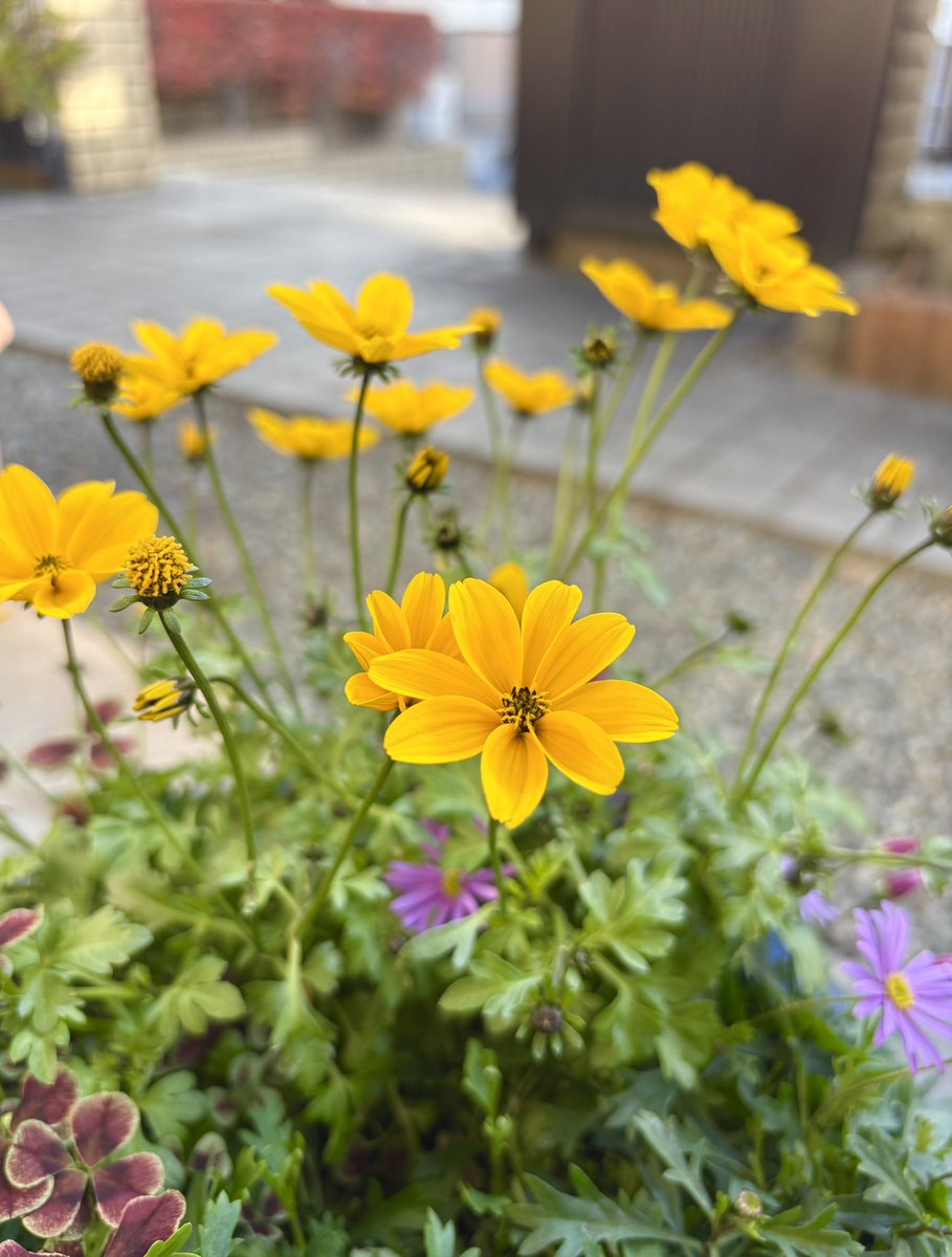 ともっち 🇫🇷💚🇫🇷 (@tomosma5) / Posts / X