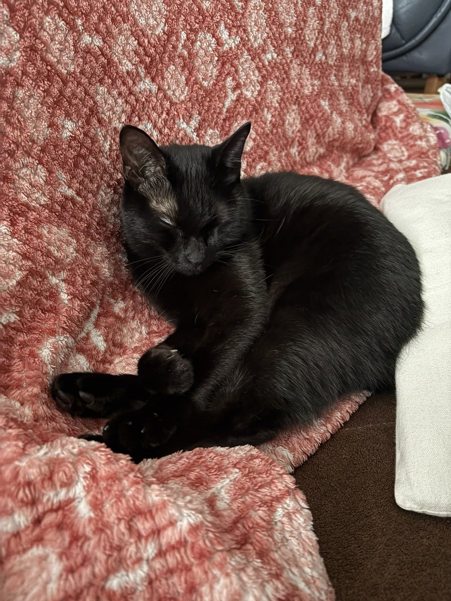 あずき🐾 (@Azuki9318) / Posts / X