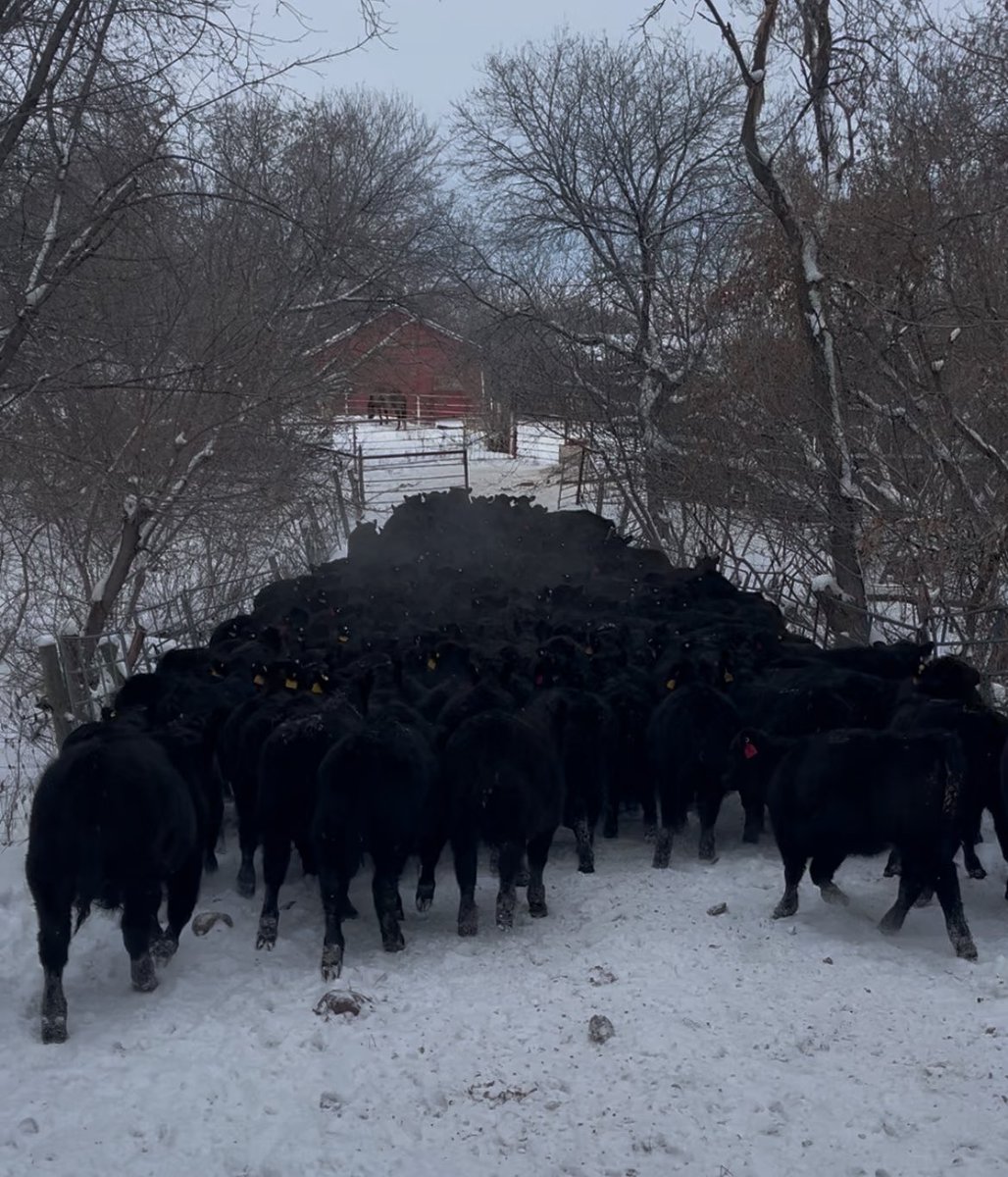 Trent Macnab tweet media