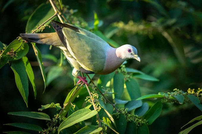 a_london_pigeon's tweet image. 📷  BP Chua Photography @BP_Chua  #April2020 
Pink-necked Green-pigeon (Treron vernans) #Singapore 
Widespread, resourceful, adaptable, successful Asian species. Quite common in Singapore, including gardens with trees.