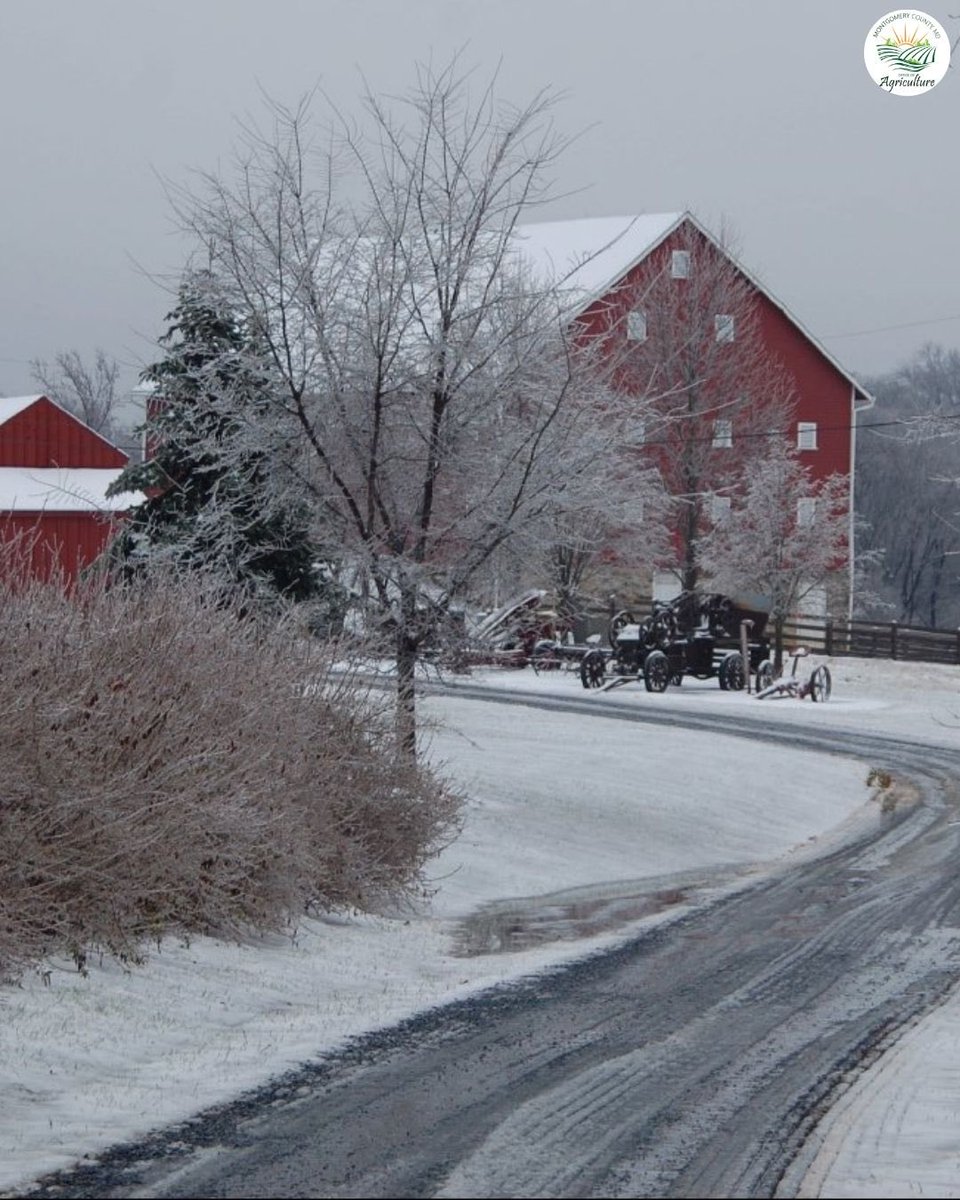 MoCoOAG's tweet image. Winter on the farm is a peaceful kind of beauty. Montgomery County’s iconic red barns and frosted trees turn into storybook scenes when the snow falls ❄️#WinterOnTheFarm #MoCoAg #RedBarnViews #MarylandAgriculture #SnowyScenes