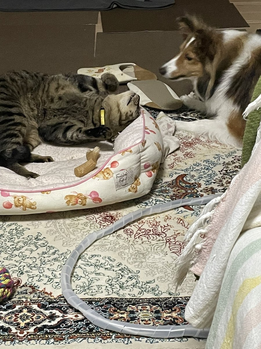 イタズラ度合いが増してるシェル美(仮名)…ほんと何するかわからないなあ…
口に入りそうなものは全てシェル美の届かないところへ…
これはシェル美のベッドでぬくぬくしてるキジトラを遊びに誘ってるか何かしてる笑
#シェルティ #Sheltie