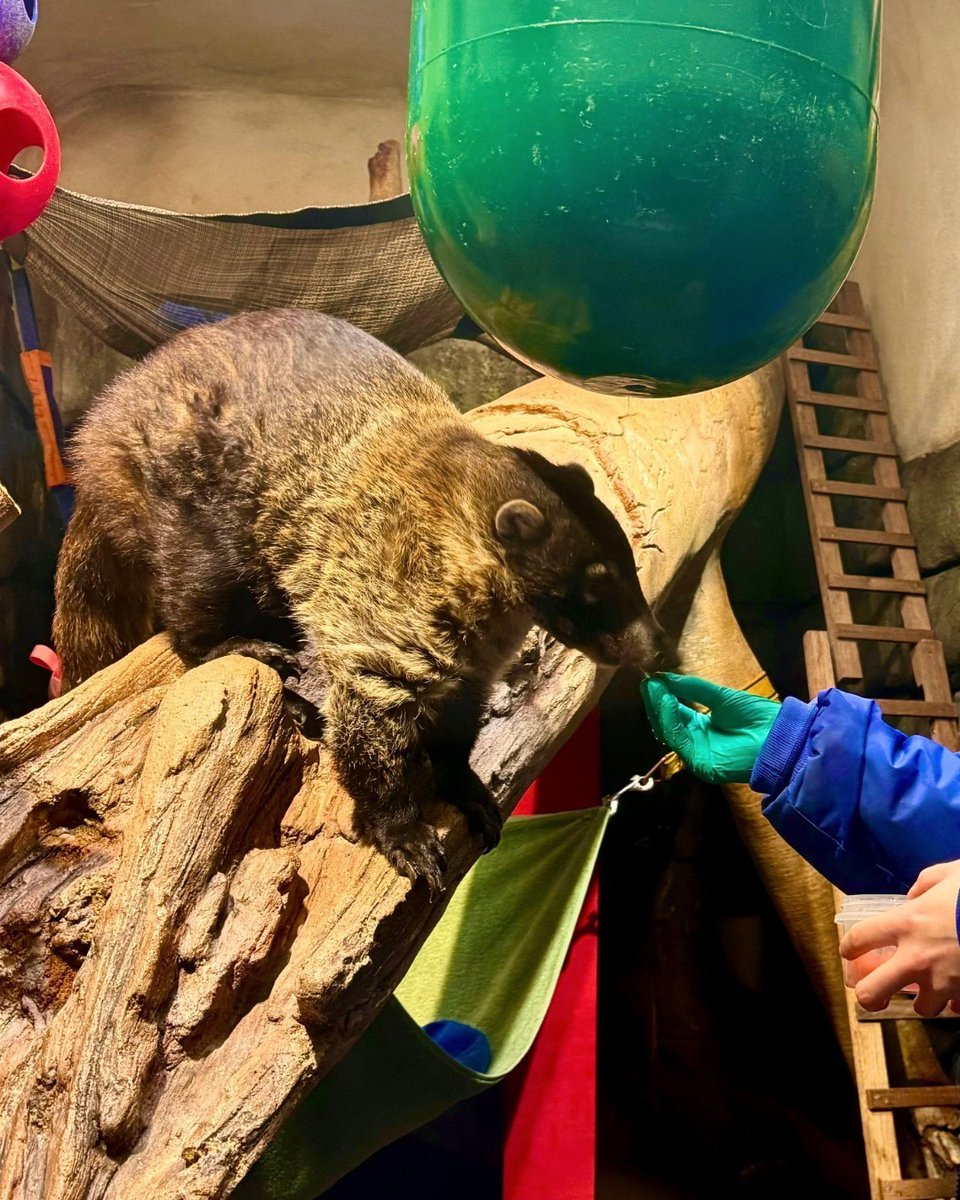 Did you know coatis use their long snout to sniff out critters underground and then use their sharp claws to dig them out?