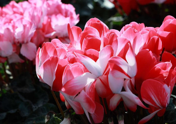 �\�[�V�����}�K�W���w�R�X���f�B�A�h�b�g�R��!!�x:�ŐV���𐏎��X�V��!!