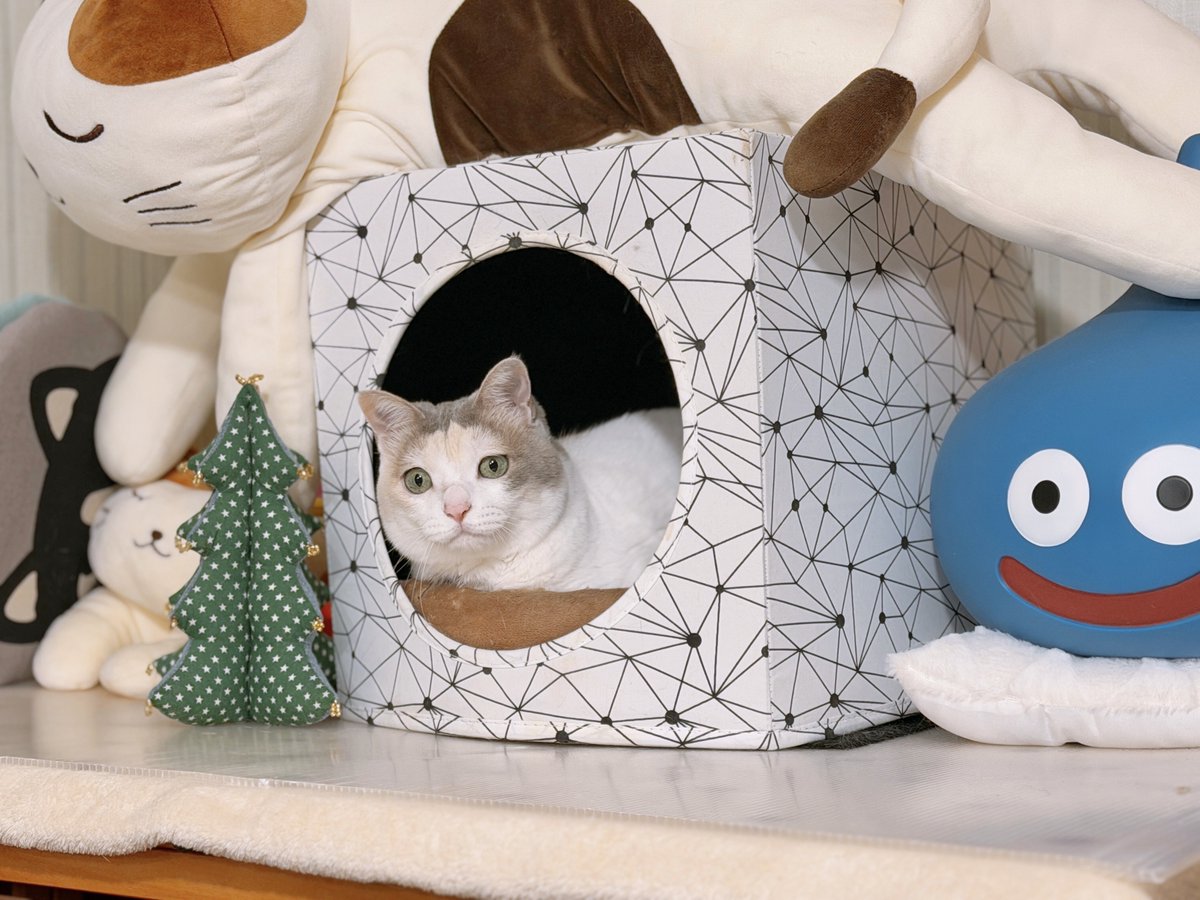 めるきど𓏲𓎨𓁉 (@NNNhikocat) / Posts / X