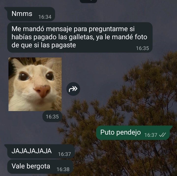 Brnalmnza's tweet image. Necesito quejarrme que mi jefe es un pvto pndjo naco imbecil idiota tarado baboso tonto atolondrado estupido pazguato menso choto atarantado sorete soquete simio perro caca culo pedo pis cara de verga cabeza de caca neta que verga tiene en lugar de cerebro por eso ya me voy