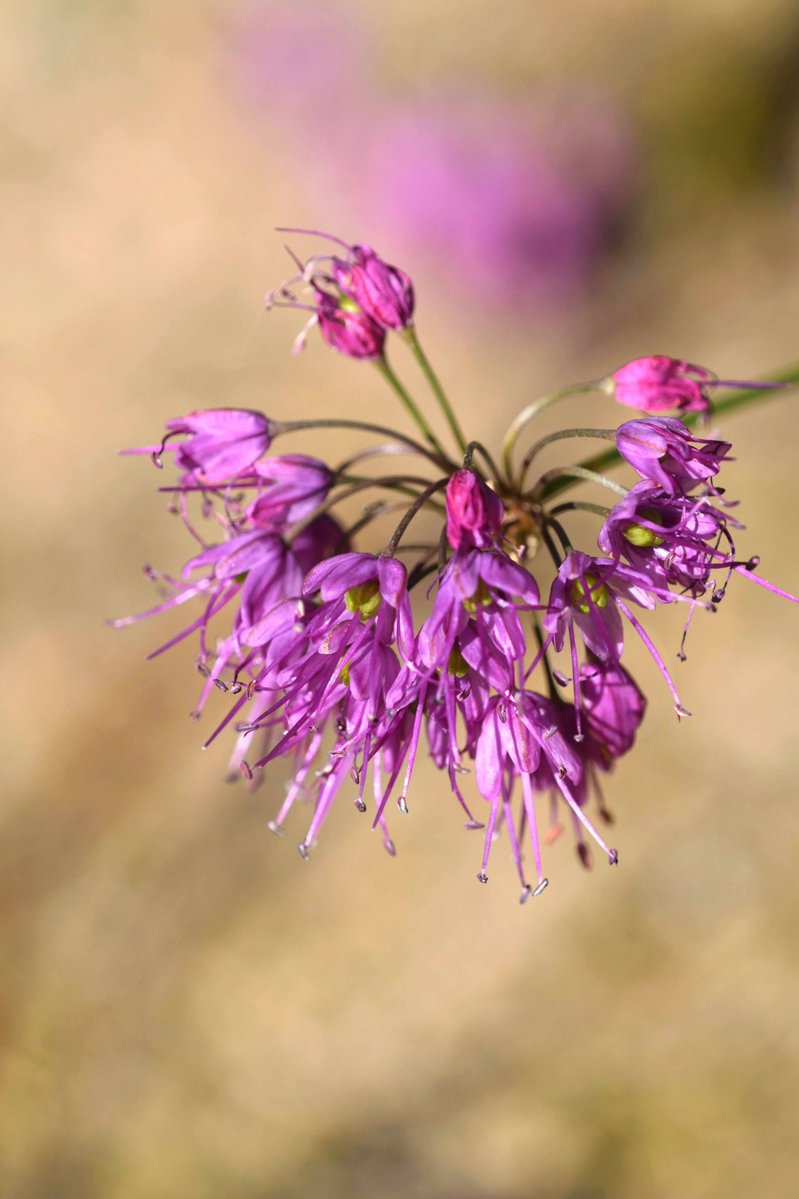 ふわ～り (@r9iBwUVjFb89227) / Posts / X