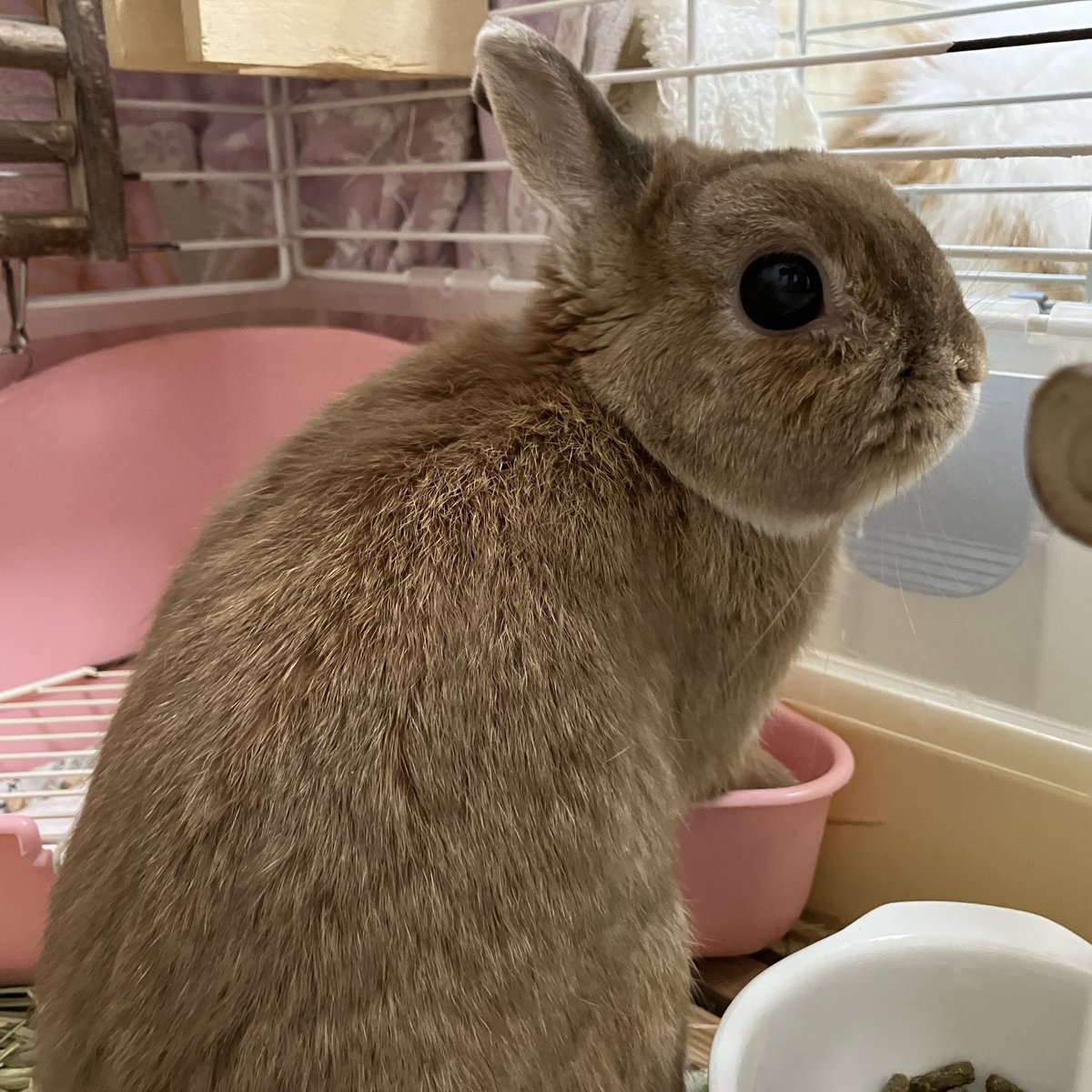 おはようさぎ #うさぎ