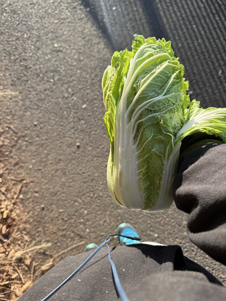 風邪でお休みしていたウォーキング久しぶりに。ご褒美に白菜ゲット🥬