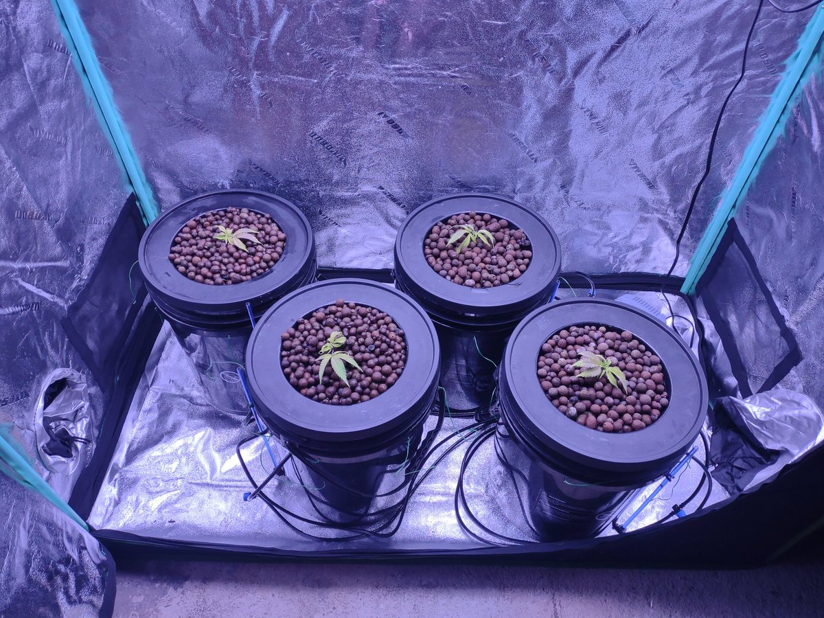 Newest generation of Grease Monkey.
#Cannabis #hydroponic #GrowYourOwn #StonerFam