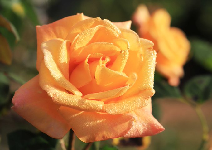 �\�[�V�����}�K�W���w�R�X���f�B�A�h�b�g�R��!!�x:�ŐV���𐏎��X�V��!!