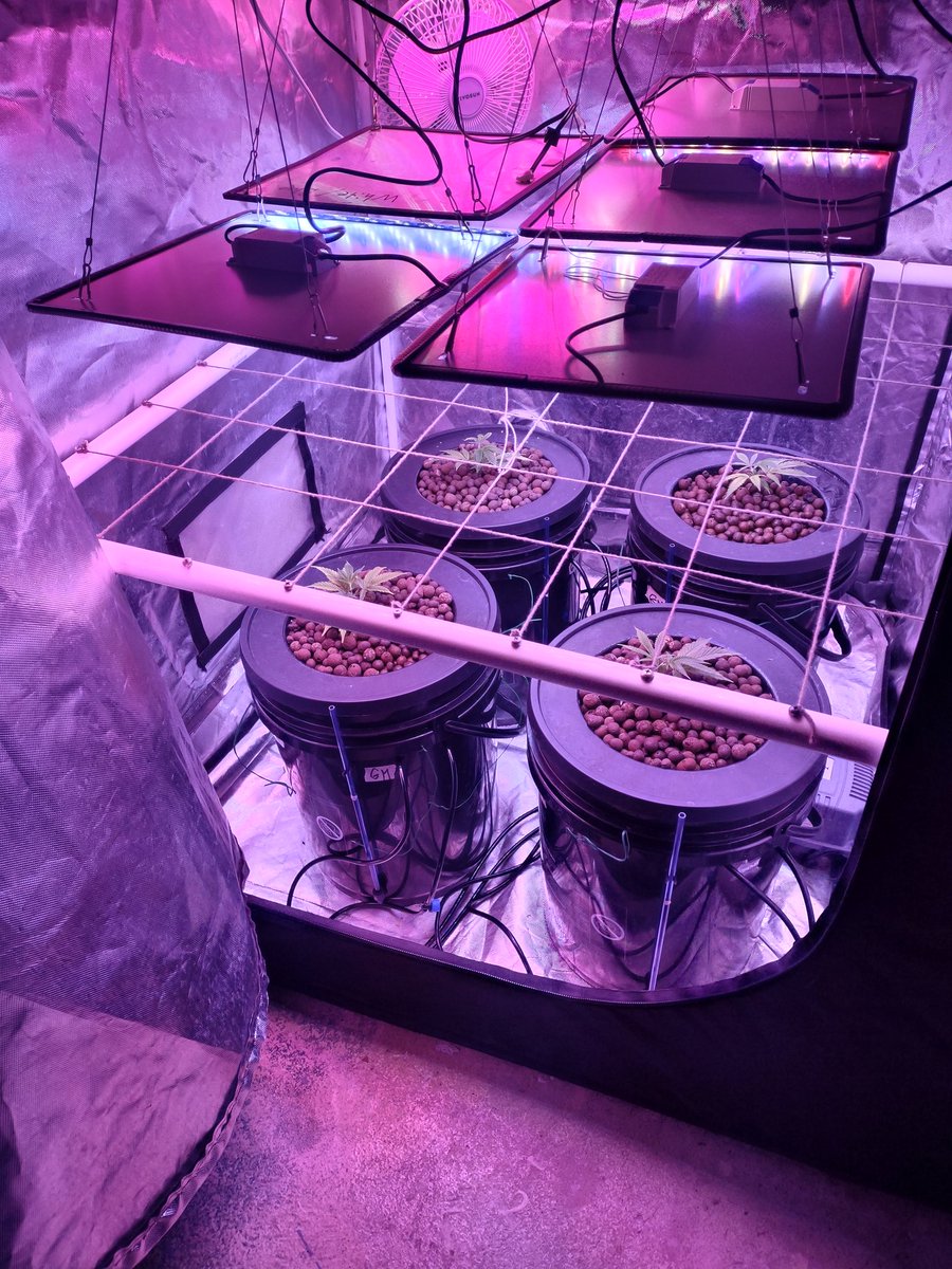 Moving my #clones to a bigger #tent.  This will be their home all the way until #harvest.  #Cannabis #GrowYourOwn