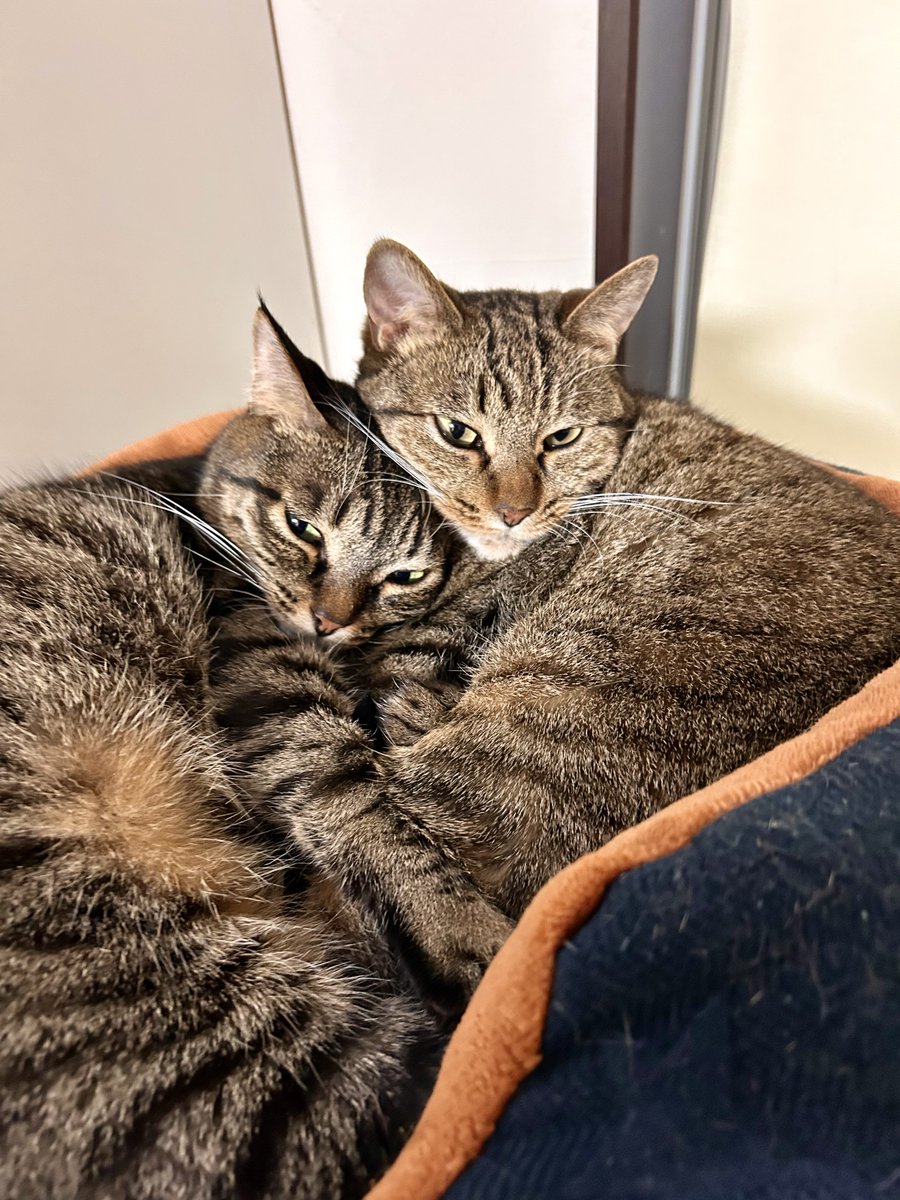 きじとら様 邪魔しにゃいで！ #猫 #猫好きさんと繋がりたい #キジトラ #きじとら