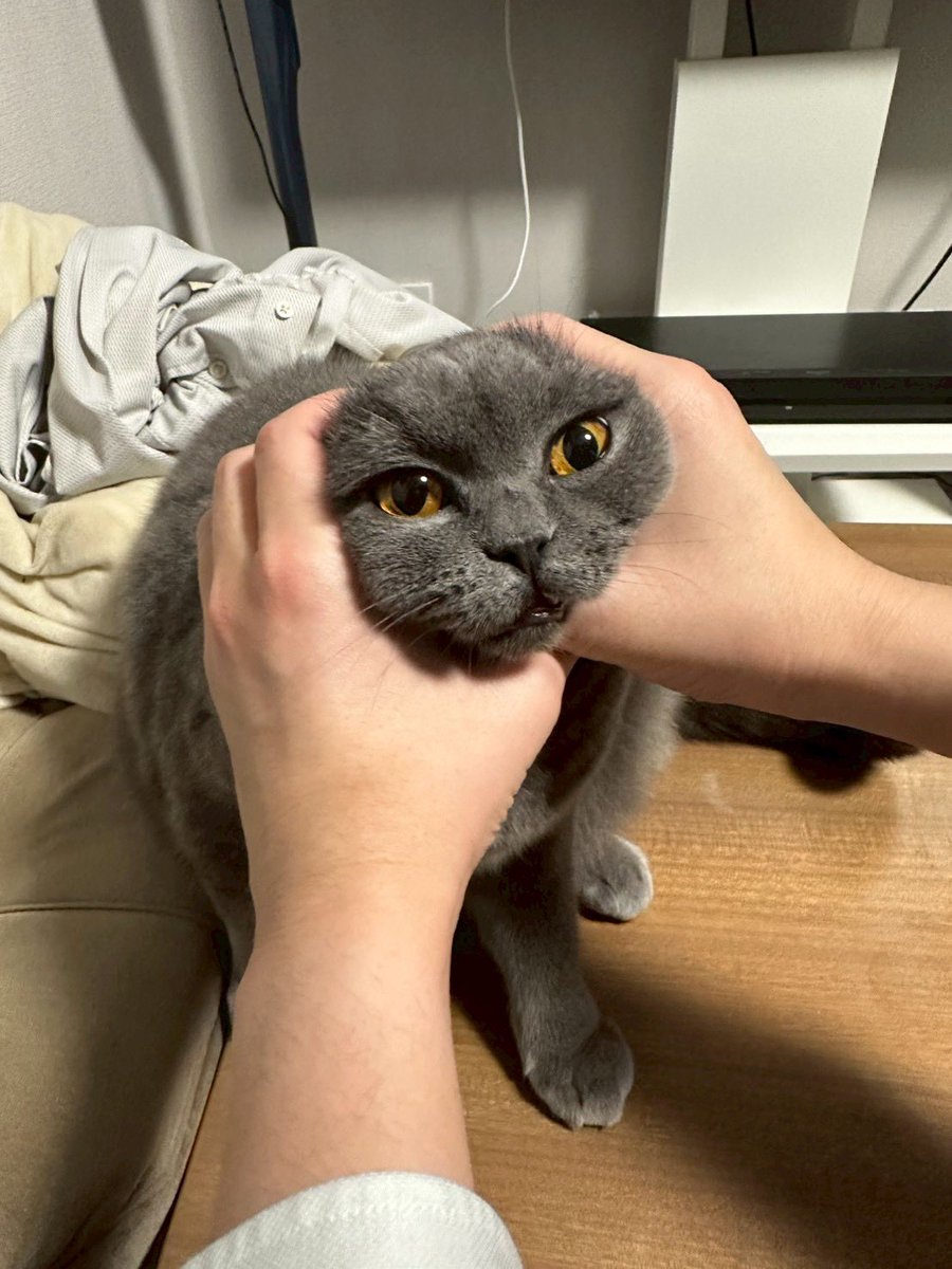 kanpachi_cat's tweet photo. 囲 https://t.co/BQ9Famq1SO