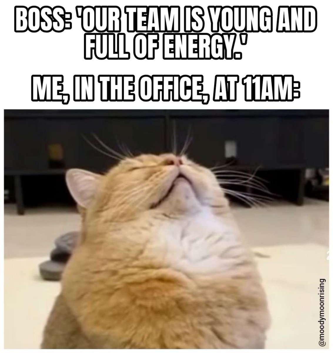 Meowdy Cowboy Cat SVG PNG: Western Funny Cat Cut File (digital Download) -  Etsy, image size:1133x1200