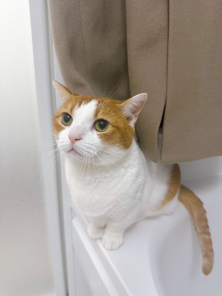 猫を置いてどこへ行く気ですか( ΦωΦ ) と言っているw