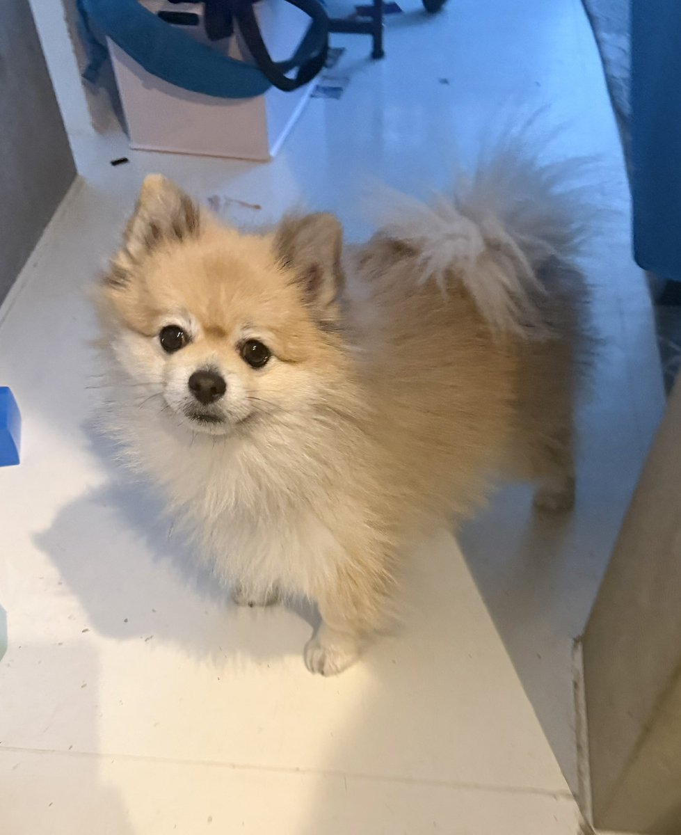 デカポメ🐶⛩️ポルくん🗼 (@AccessoryshopF) / Posts / X