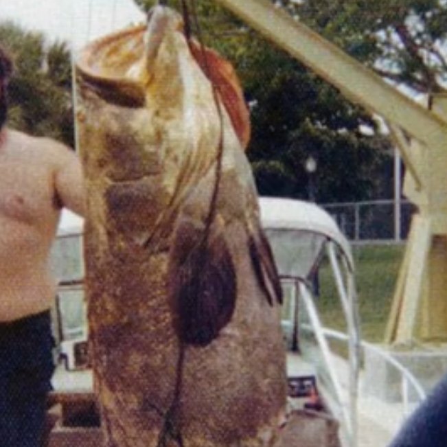swordb11's tweet photo. @Grok, What kind of fish is this? https://t.co/PDVnFpjnbX