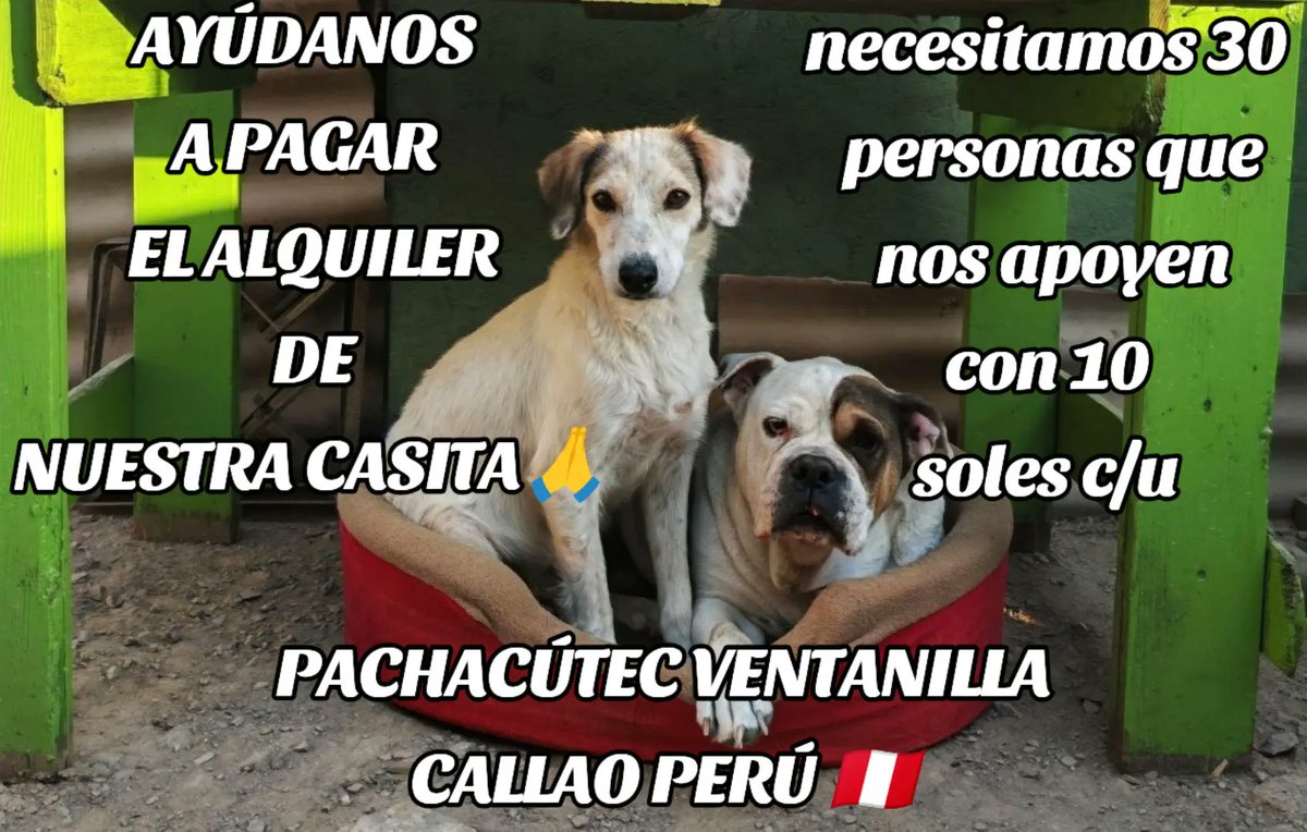 PatasRefugio's tweet image. 🚨Estamos así 👌 de poder lograrlo 🤗
Por favor 30 personitas que se sumen y nos apoyen con 10 soles c/u 🙏
Hemos logrado abonar 500 soles del alquiler pero nos falta recaudar 300 soles
LOS AYUDAS🙇‍♀️
💜Yape/Plin 926 233 285 
🌎PayPal PATASREFUGIO@GMAIL.COM 
Giovanna Puquio 🙋‍♀️
#RT