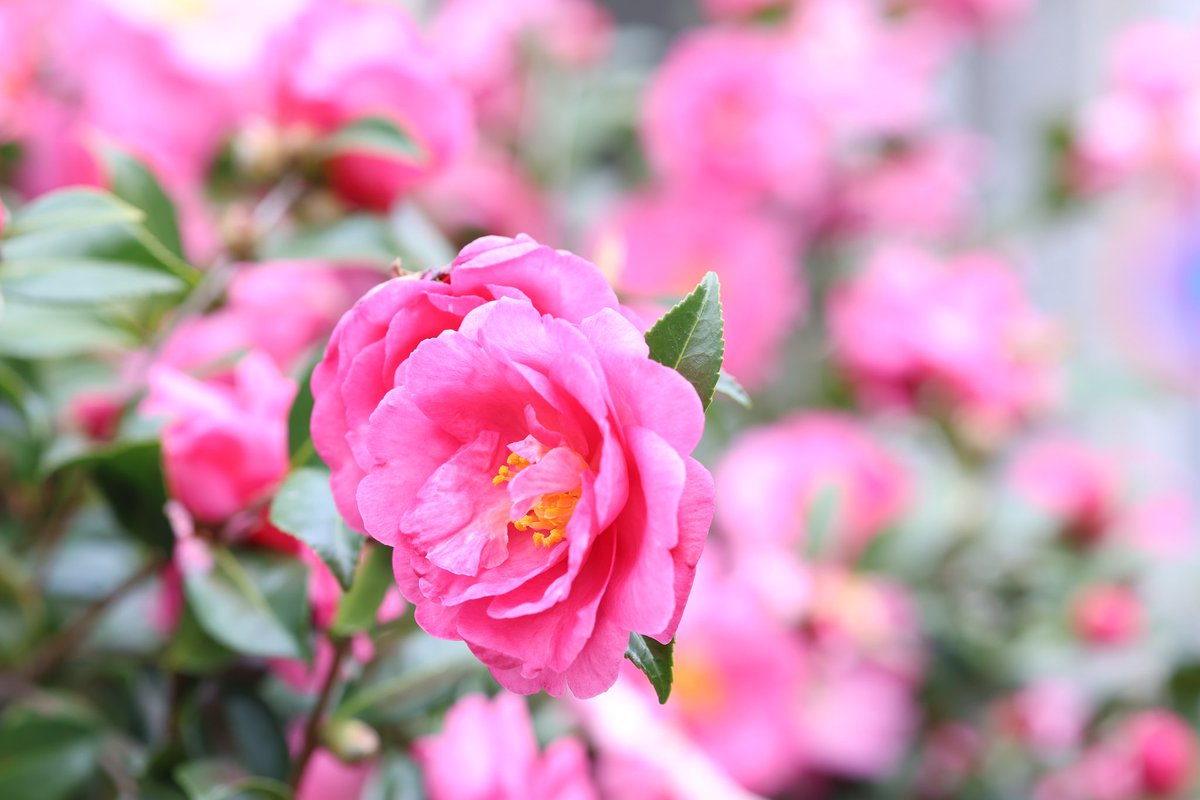 hiro_photo39's tweet photo. おはようございます。
#お写ん歩 #Canon #EOSR6mk3 #花写真 https://t.co/e1eHy7KlpZ